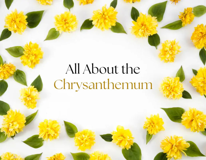 All About The Chrysanthemum: Meaning, Care, and Uses
