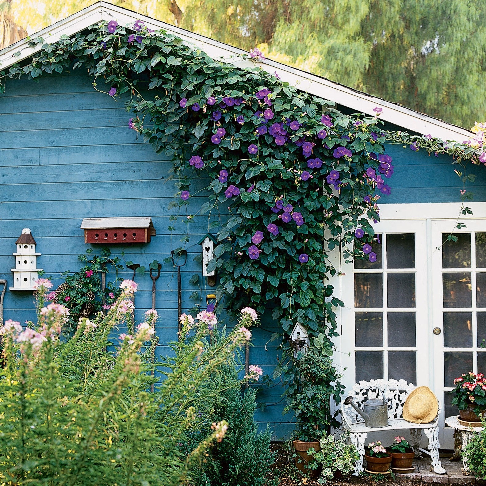 Celebrating September Birthdays with Floral Gifts: Asters and Morning Glories