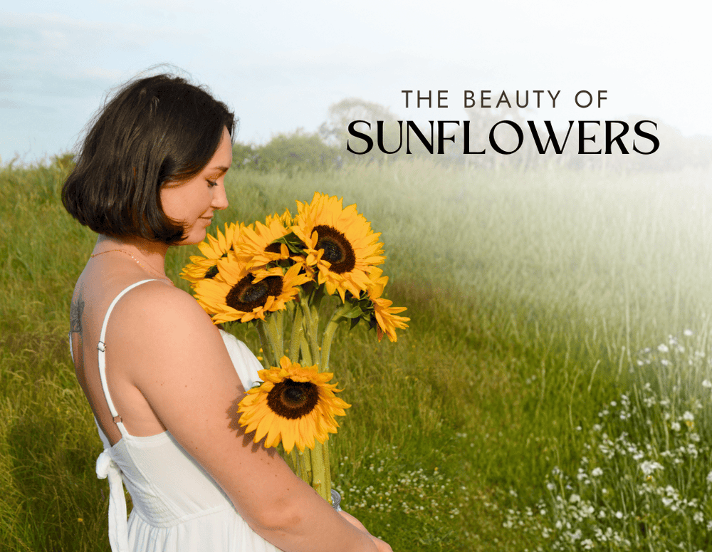 Everything You Need to Know About Sunflowers