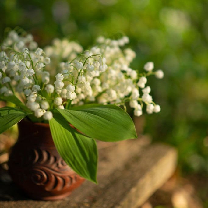 Growing Lily Of The Valley In Pots - Lily Of The Valley Container Care,  Lily Of The Valley 