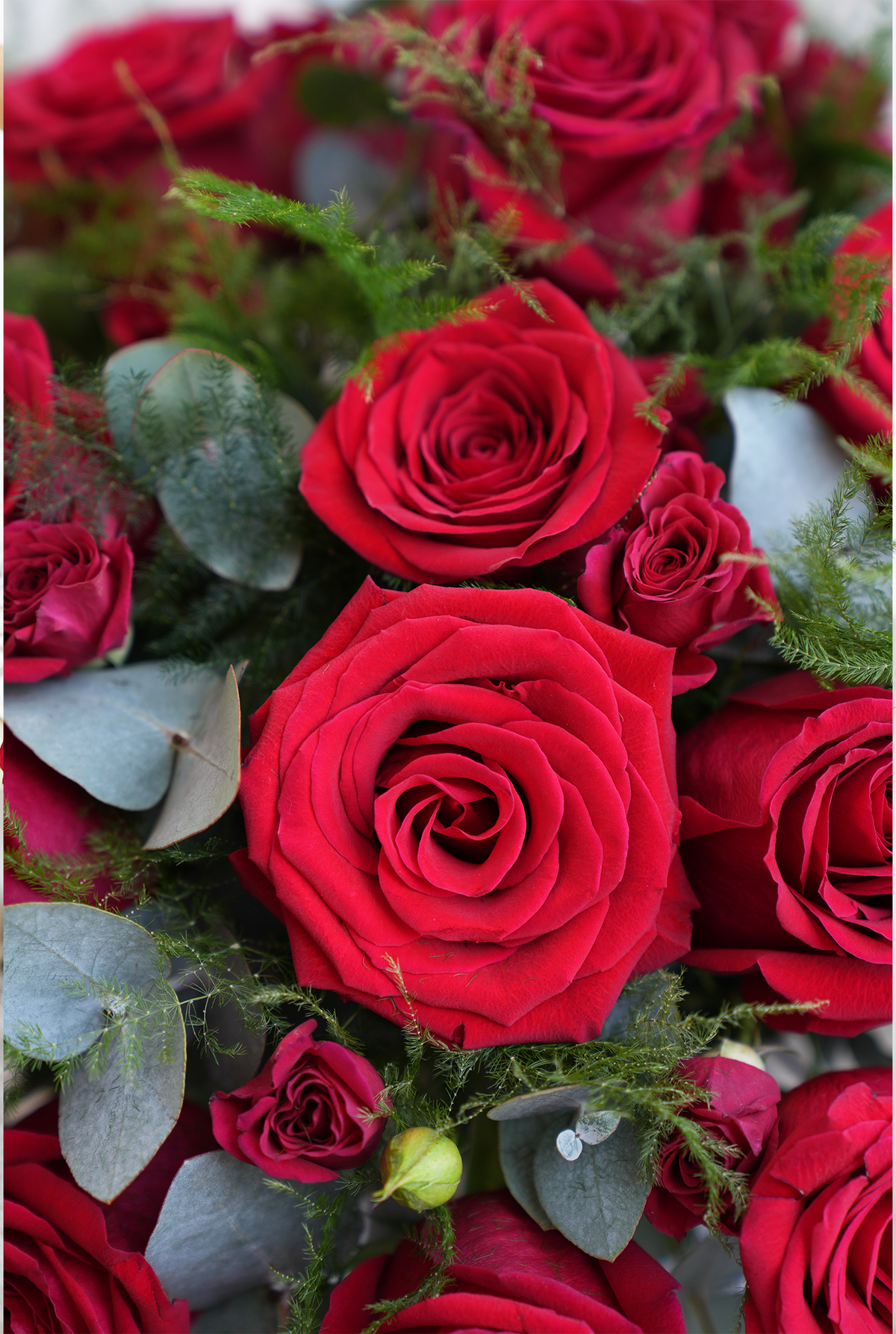 Valentine 24 Luxury Red Rose - Arrangement