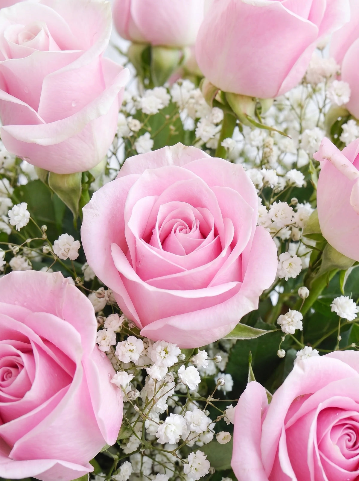 18 Long Stem Pink Roses - Vase