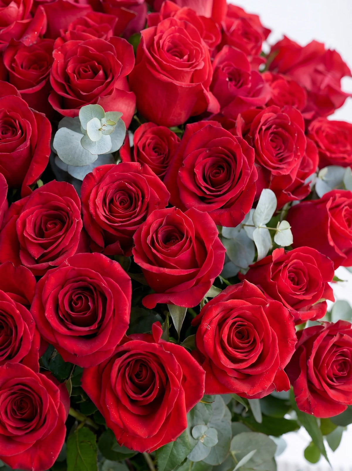 200 Long Stem Red Roses - Vase