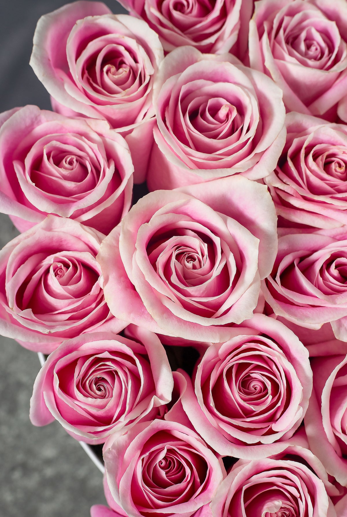 Pink Rose - Hatbox