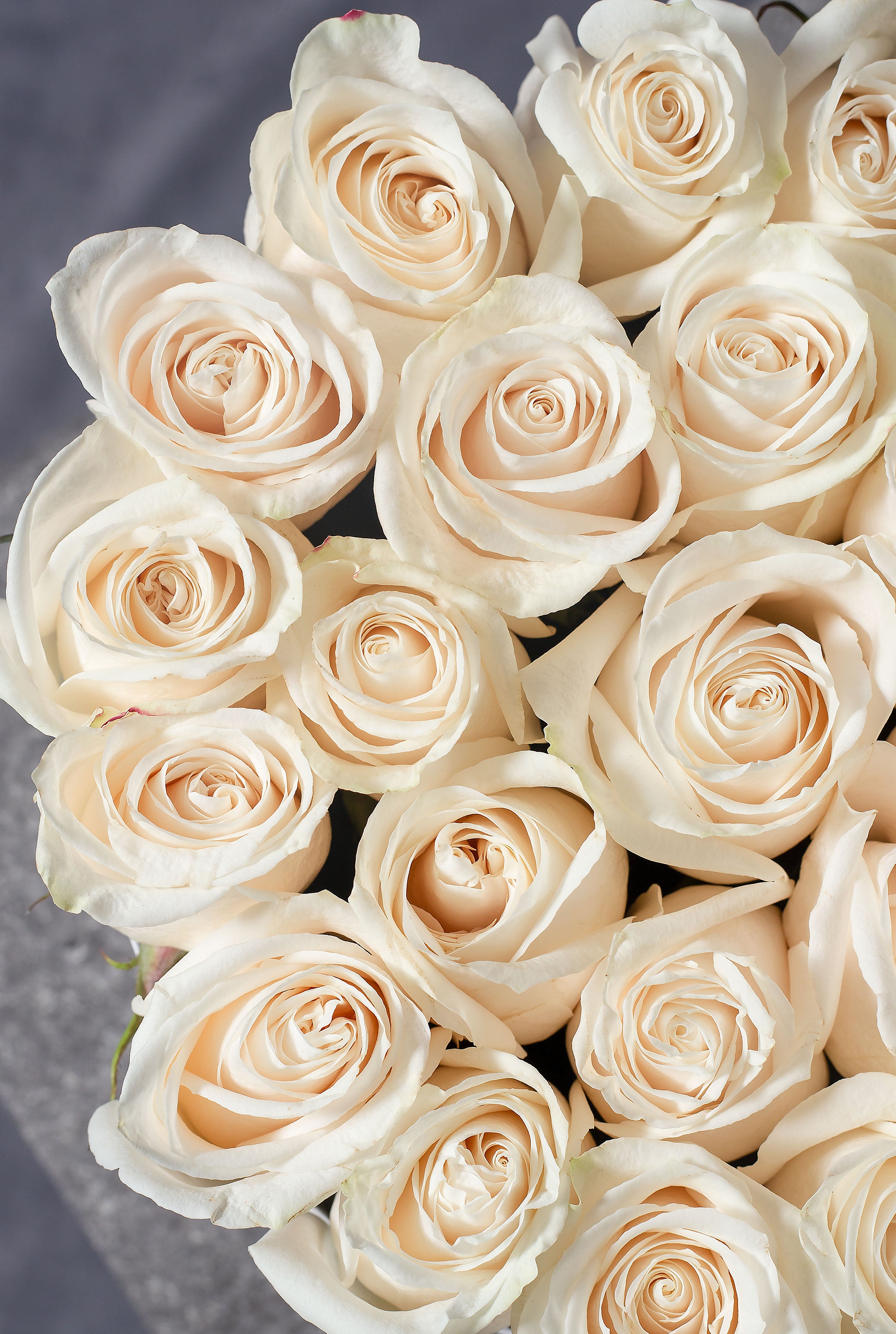 White Rose - Hatbox –